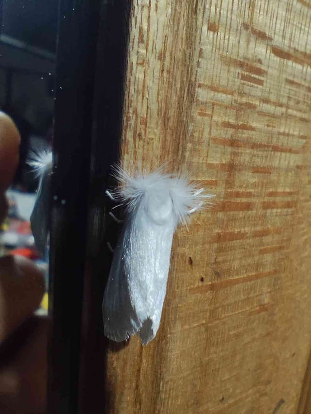 Polilla Acraga - Acraga Acraga coa