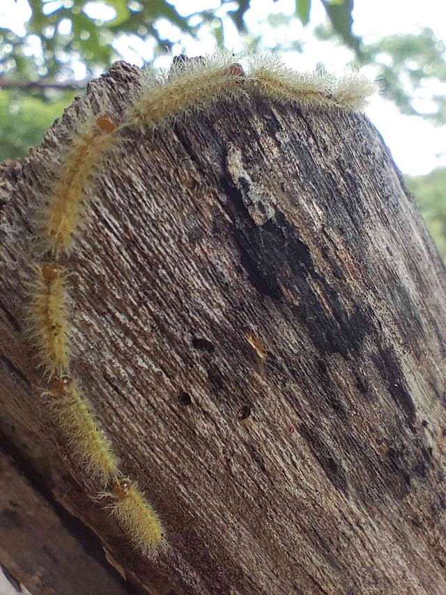 Polilla Payaso (Megalopyge sp.) - Megalopyge