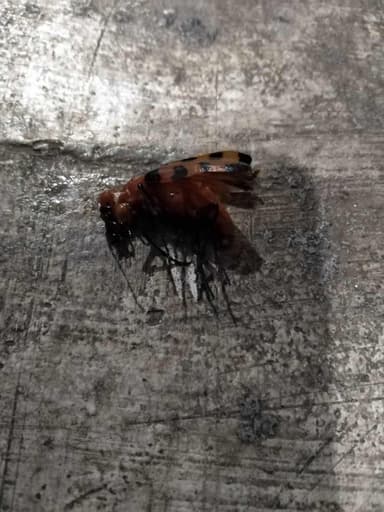 Escarabajos cantáridos