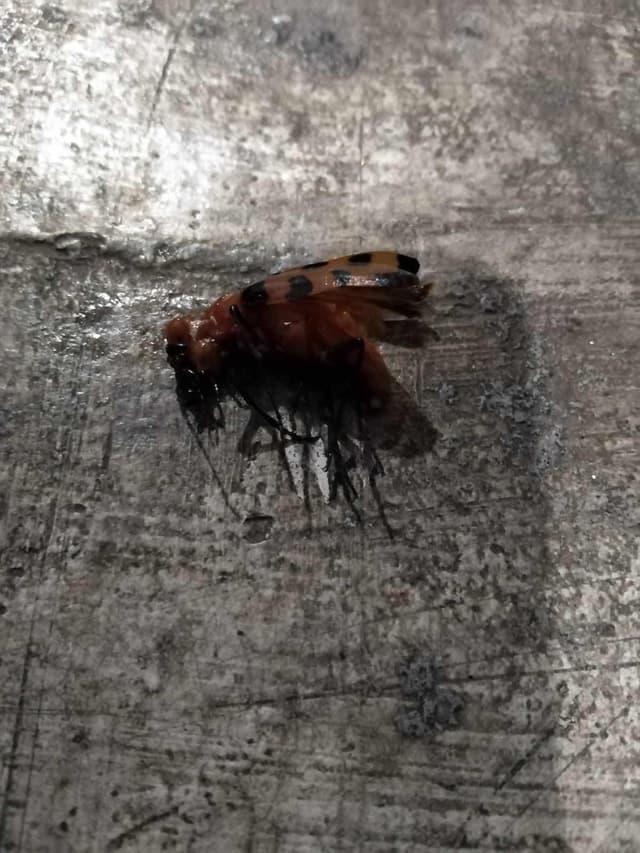 Escarabajos cantáridos -