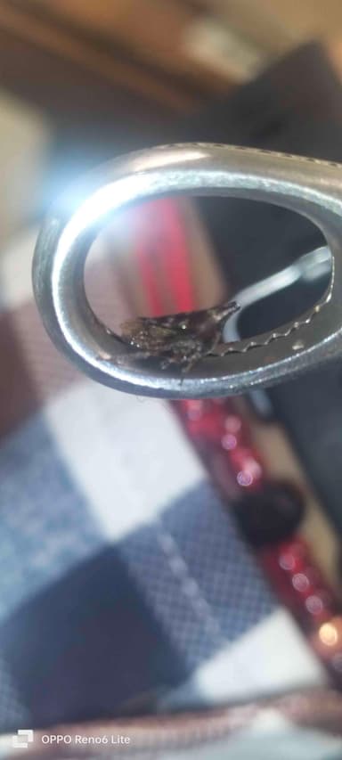 Chichilo enano o saltahojas con antenas en forma de cuerno