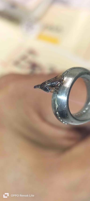 Chicharra o Chicharra de árbol (membrácidos)