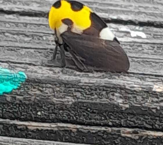 Membrácido de Membracis - Membracis membracis