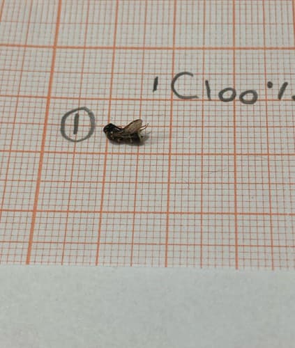 Mosca doméstica -