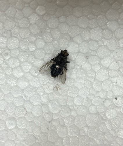 mosca doméstica - domestica