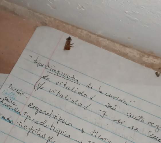 Mosca doméstica - Musca domestica