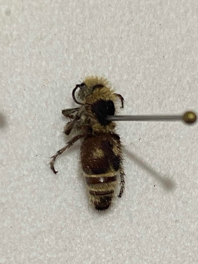 Hormiga de terciopelo -