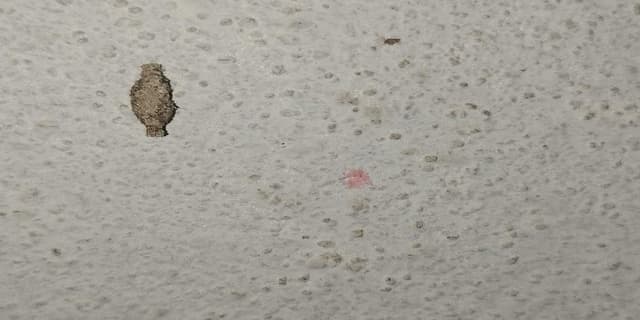 Especie desconocida -