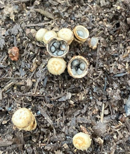 Copa estriada (Nidulariaceae Cyathus Cyathus striatus) - Cyathus Cyathus striatus