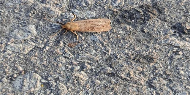 Polilla nocturna -