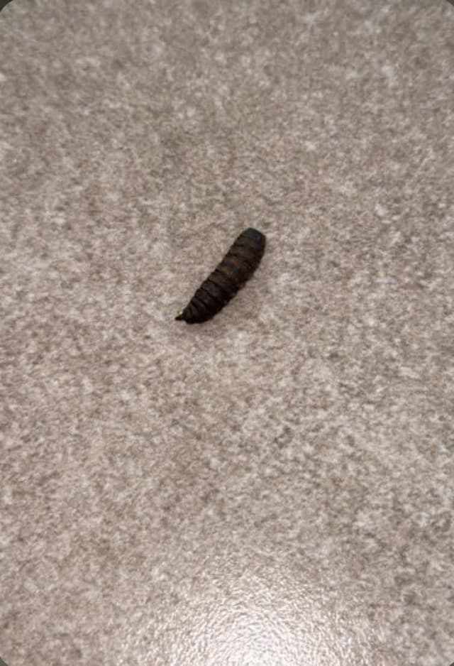 Oruga Noctuida - caterpillar