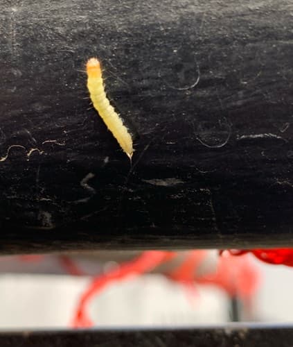Oruga de la familia Noctuidae - larva
