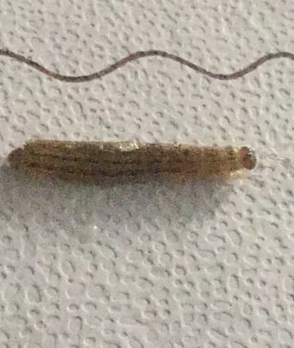 Larvas de Noctuido - larvae