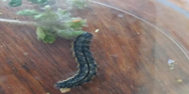 Gusano cogollero del maíz - Spodoptera frugiperda