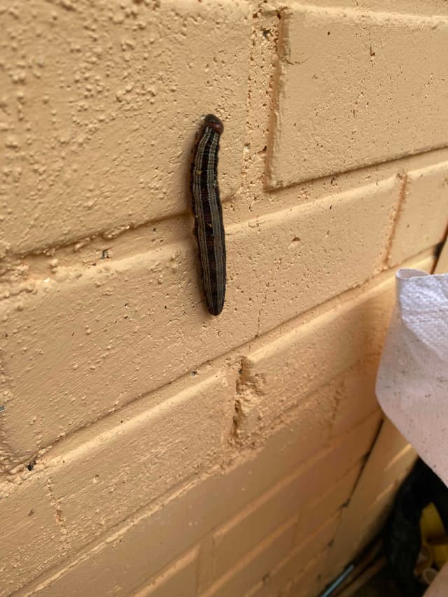 Gusano cogollero del maíz - Spodoptera frugiperda