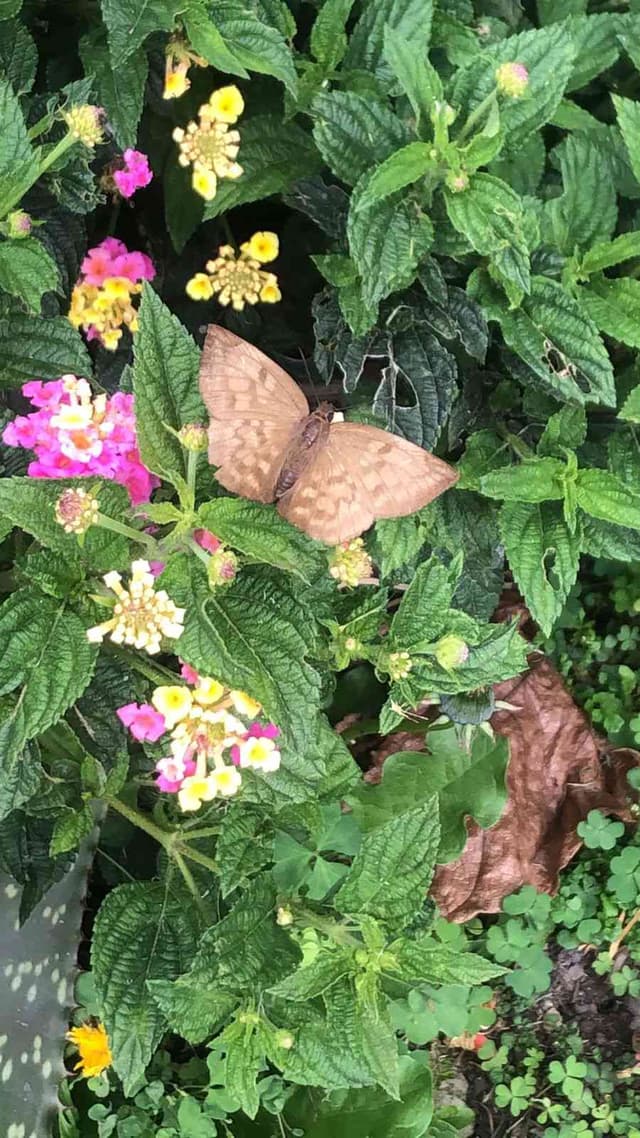 Mariposa Monarca -