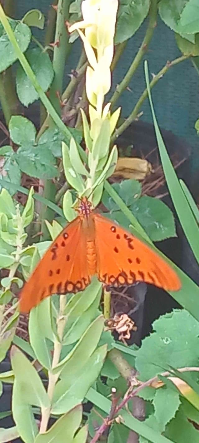 Vanilla Butterfly - Agraulis vanillae