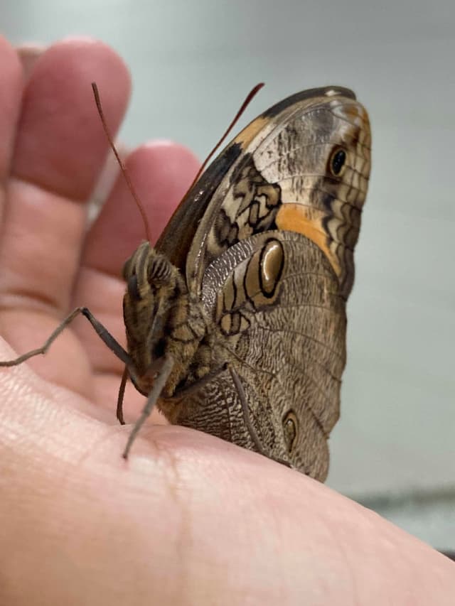 Mariposa Búho - Caligo Caligo sp.