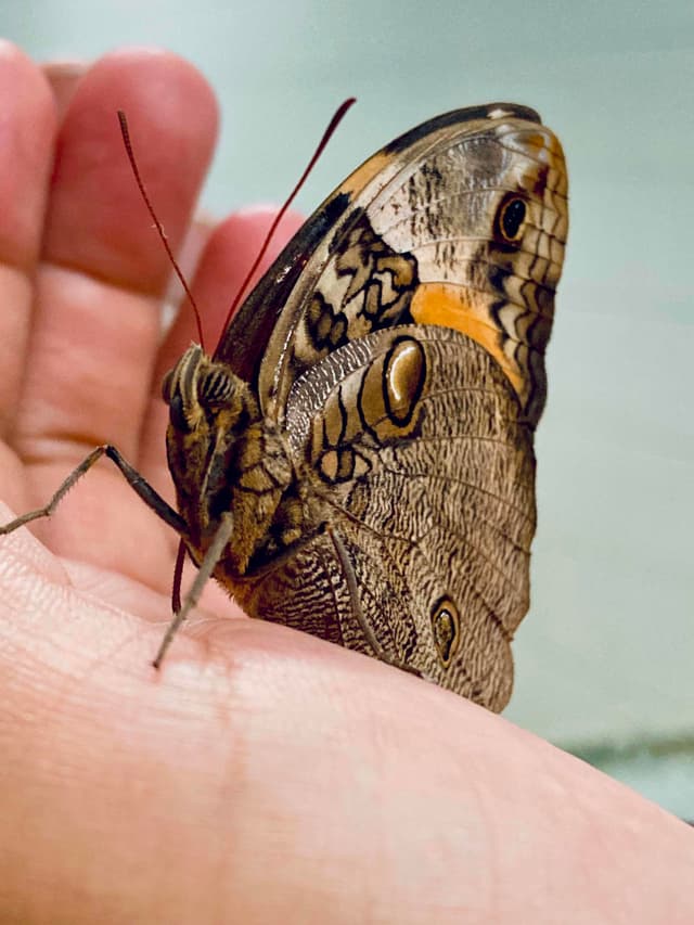 Mariposa Buho Gigante - Caligo eurilochus
