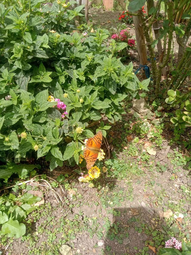 Julia larga - Dryas Dryas iulia