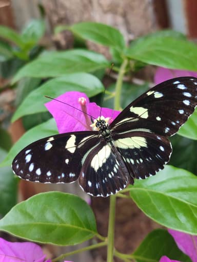 Mariposa amante de la luz