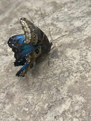 Mariposa Morpho Azul