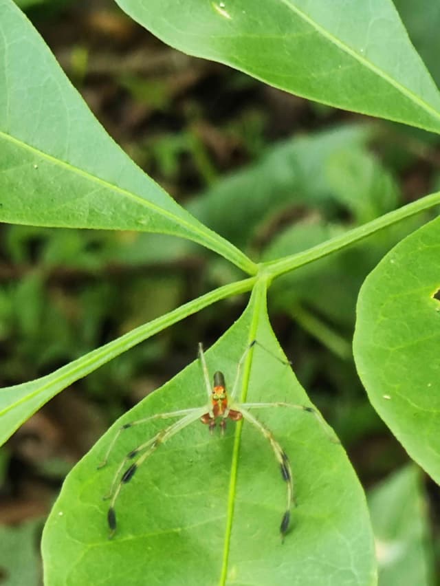 Araña Lagartija Verde - Peucetia viridans