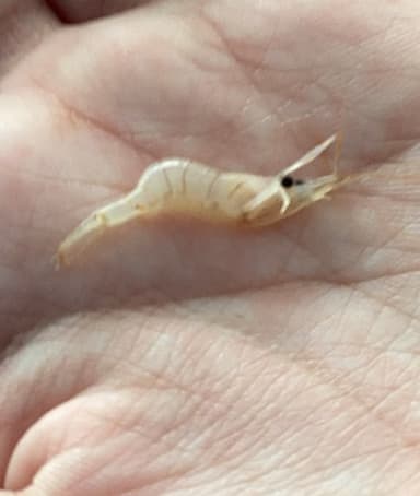 Camarón de aguas saladas