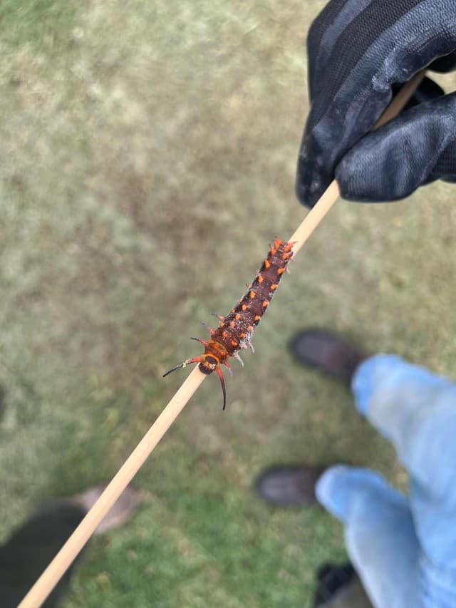 Mariposa Polilla Pipevine - Battus philenor
