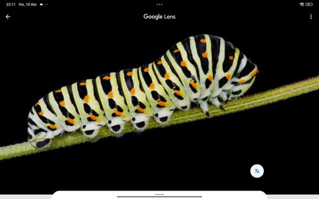 Papilio Machaon (Papilio Tigre o Mariposa Machaon) - Papilio machaon