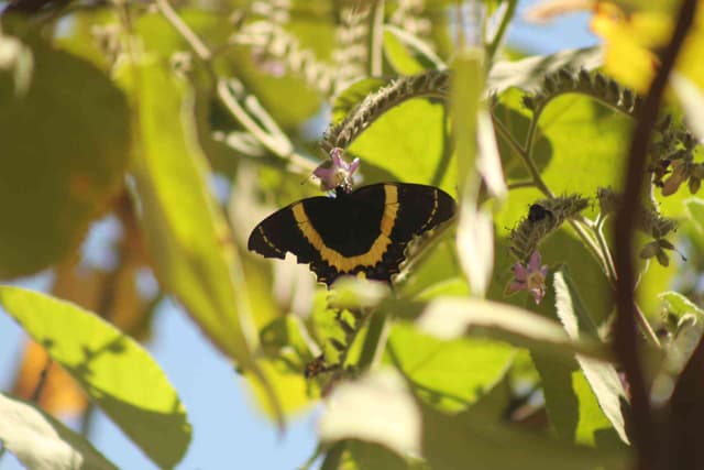 Mariposa cola de golondrina dorada - Papilio Papilio garamas