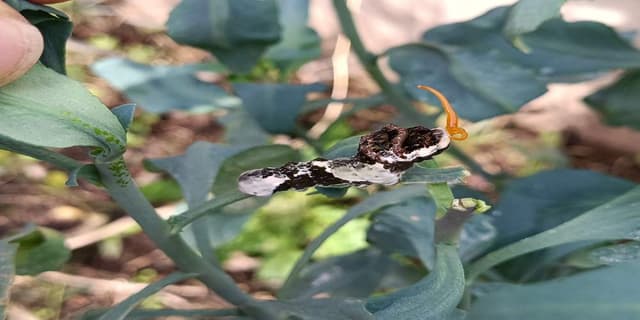 Mariposa cola de golondrina negra - Papilio Papilio polyxenes