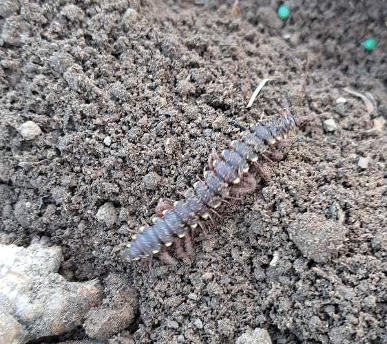 Milpiés de cuerpo plano -