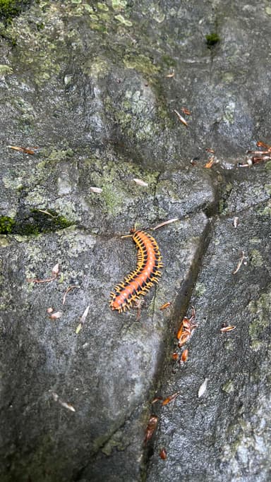 Milpiés Parafontaria