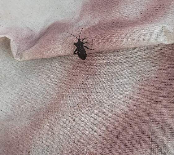 Chinche hedionda - sanguinipes