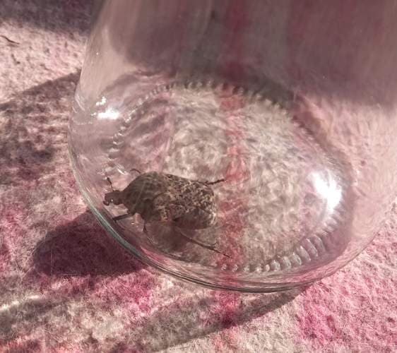 Chinche Apestosa - stink bug