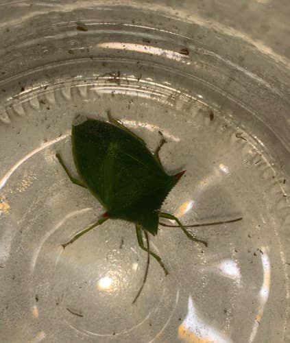 Chinche Verde - Chinavia Chinavia hilaris