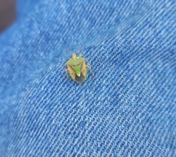 Chinche verde - Chinavia obliquus