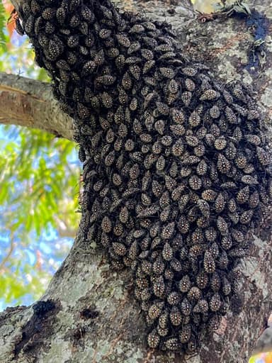 Chinche/Edessa (in general)