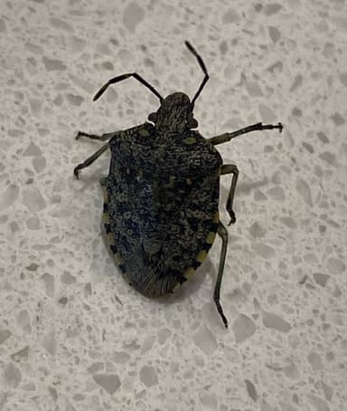 Chincheas de banda marrón