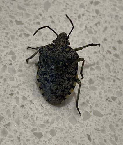 Chincheas de banda marrón - Halyomorpha halys