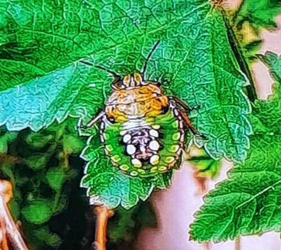 Chinche verde - Nezara viridula