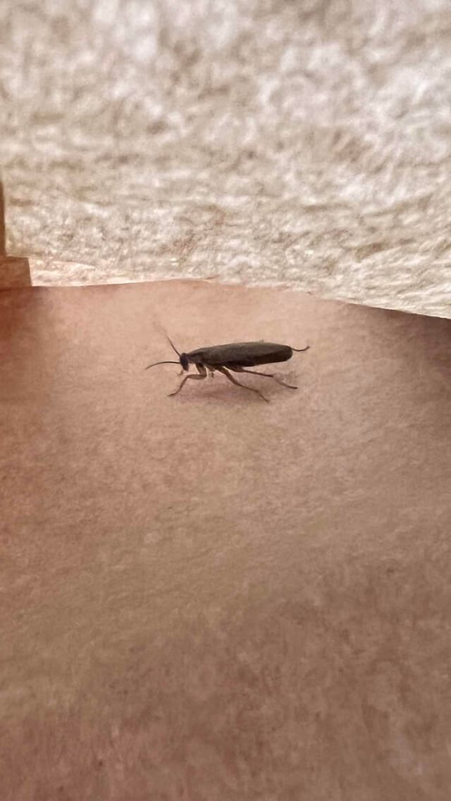 Perla (otros nombres comunes en México pueden ser percebes o blanco de agua) - Perla