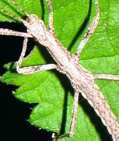 Bicho palo (tipo de insecto)