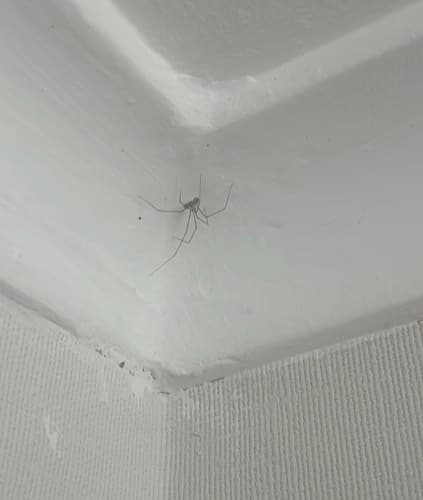 Araña patas largas - phalangium