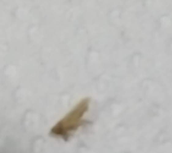 Las mosquitas de los cadáveres -