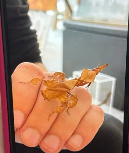 Insecto hoja - Phyllium