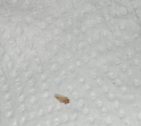 Minadores de hojas -