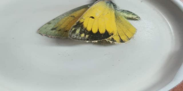 Mariposa Blanca -