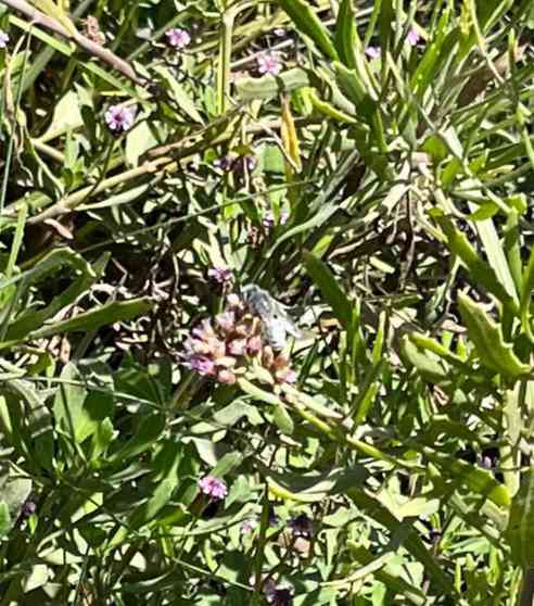 Mariposa Pieridae Leptophobia Leptophobia aripa - Leptophobia Leptophobia aripa